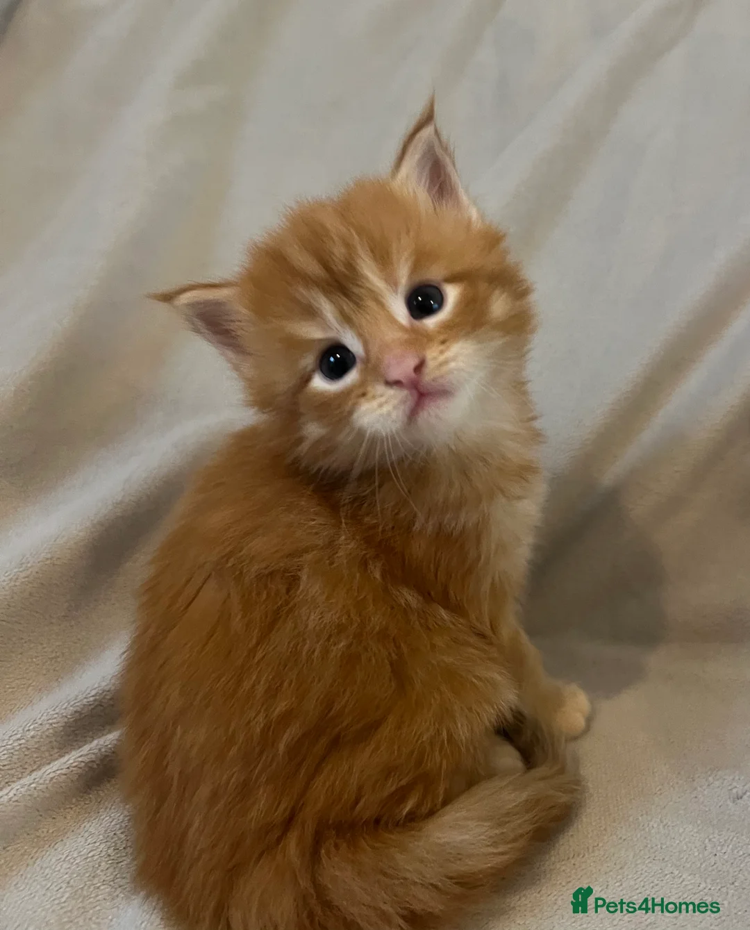 Maine Coon cats for sale: Beautiful and healthy litter of Maine coon kittens - Advert 10