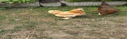 Chickens poultry for sale: USA Silkies- Bantams  in Cambridge - Advert 8