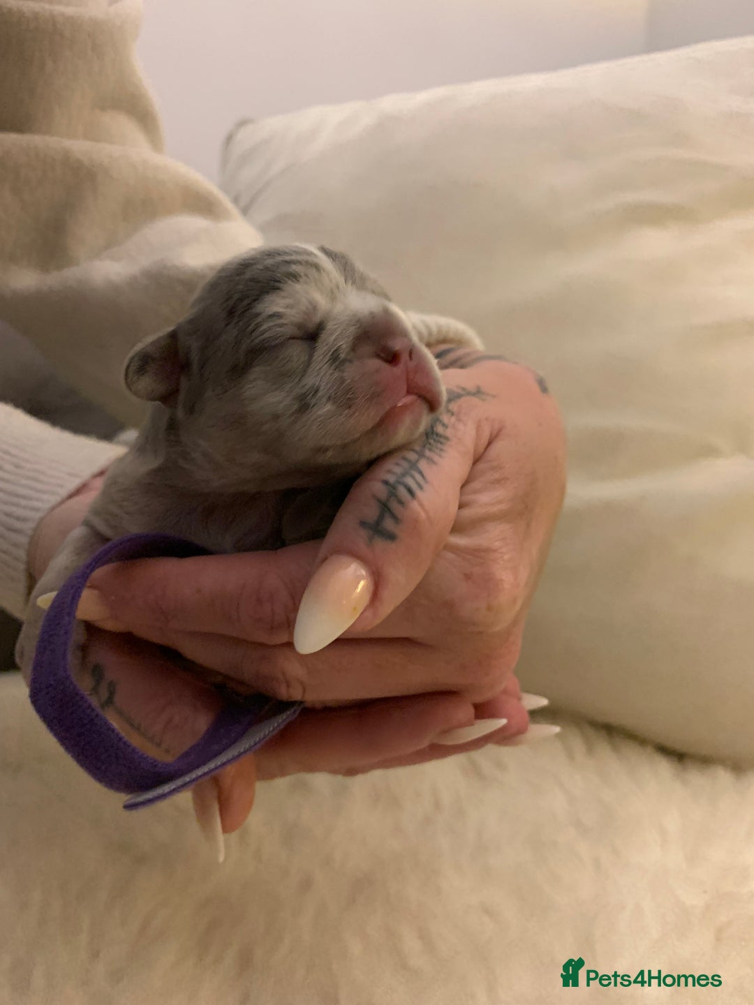 French Bulldog dogs for sale: x1 GIRL LEFT! RARE PURE BLUE MERLE TAN PUPPIES  - Advert 16