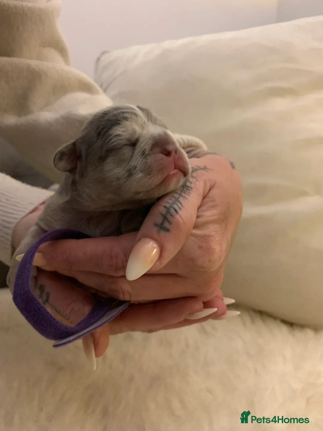 French Bulldog dogs for sale: x1 GIRL LEFT! RARE PURE BLUE MERLE TAN PUPPIES  - Advert 20