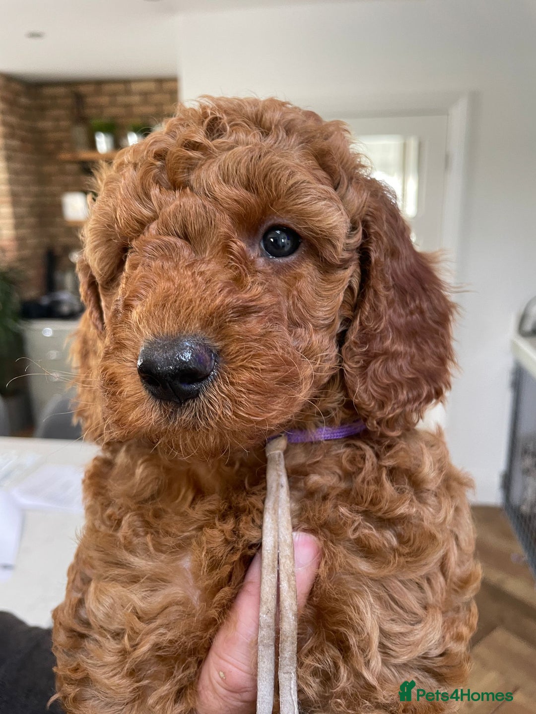 Miniature Poodle dogs for sale: KC HEALTH TEST PUPS - POLICE K9 TRAINER 5* BREEDER - Advert 4