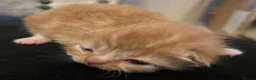 Persian cats for sale: Persian chinchilla cross kittens  in Newcastle upon Tyne - Advert 11