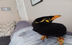 Softbills birds for sale: Hill mynah  - Image 5