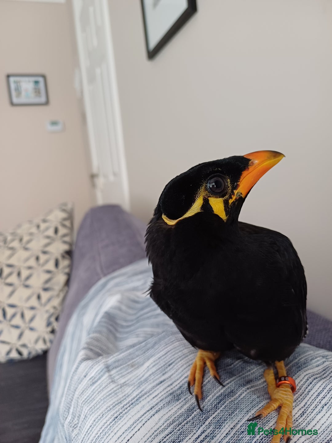 Softbills birds for sale: Hill mynah  - Image 5