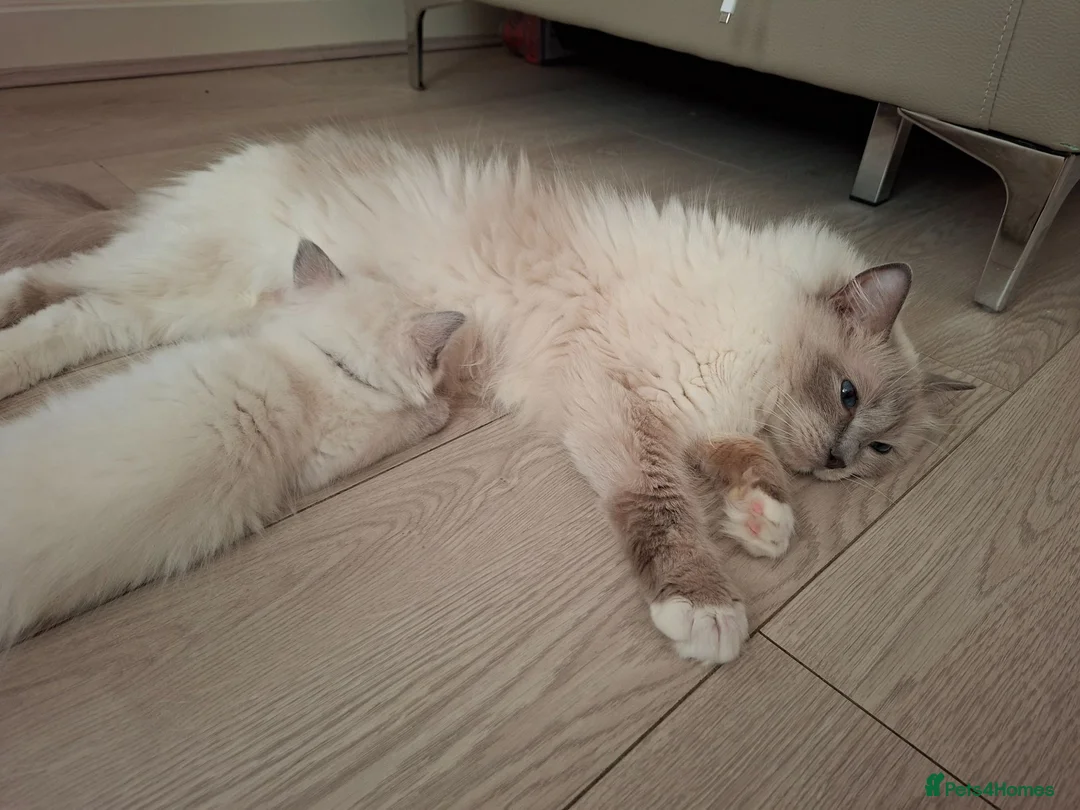 Ragdoll cats for sale: Ragdoll kittens  - Advert 1