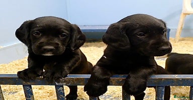 Cockerdor dogs - Advert 12