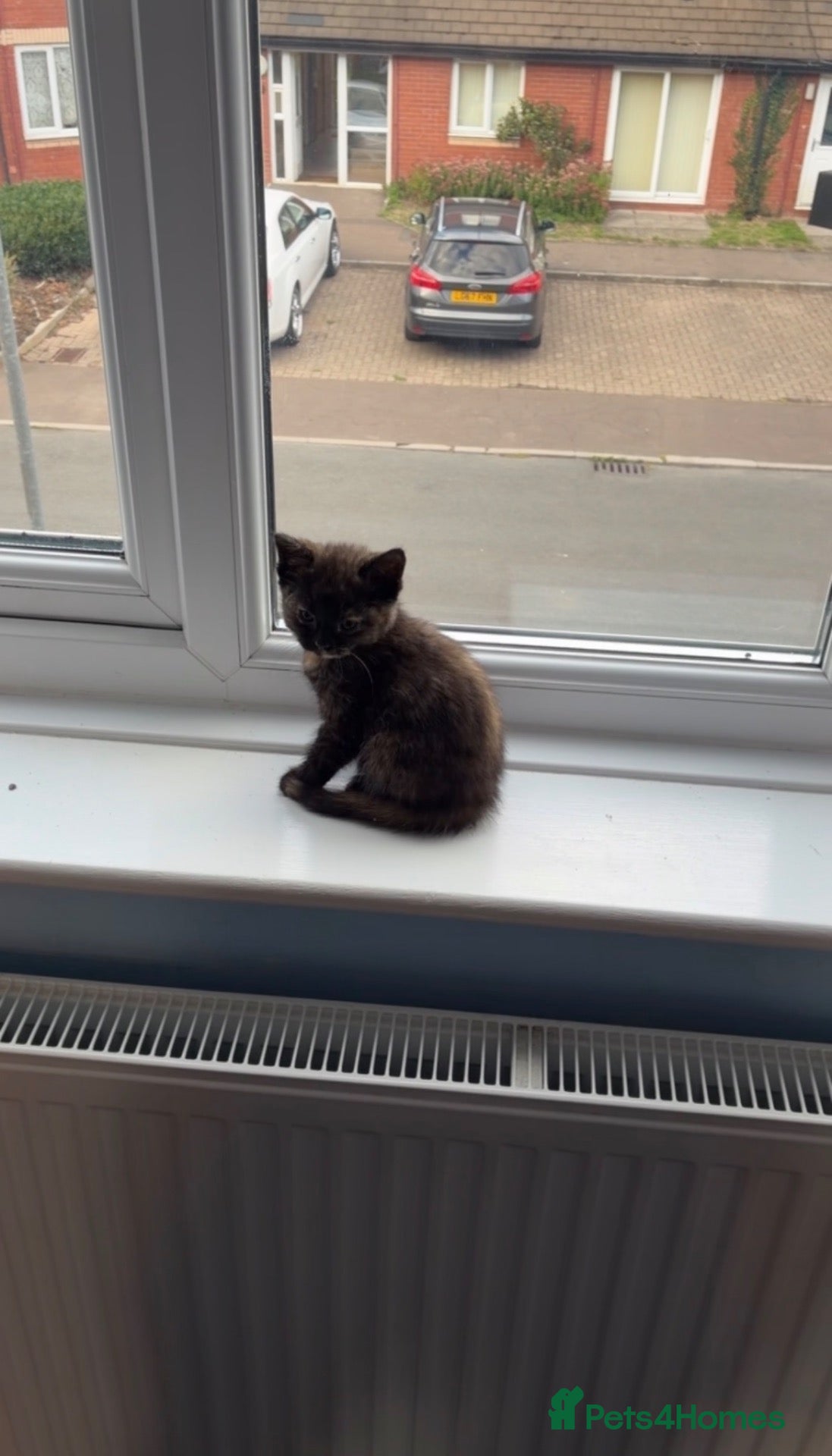 British Shorthair cats 1 female bsh mother mix kitten - Advert 4