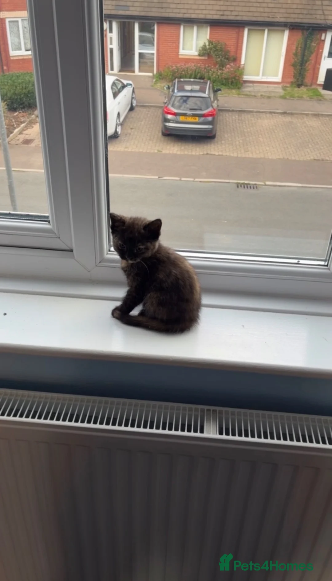 British Shorthair cats for sale: 1 female bsh mix kitten - Advert 1