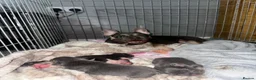 Mixed Breed dogs for sale: Females ONLY frenchie mix puppies - Advert 4