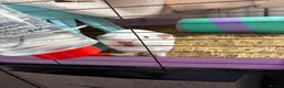 Guinea Pig rodents for sale: 4 Female Guinea pigs  - Advert 9