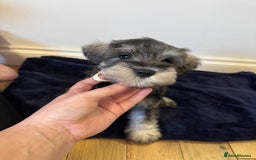Miniature Schnauzer dogs for sale: Bundles of joy - Image 4