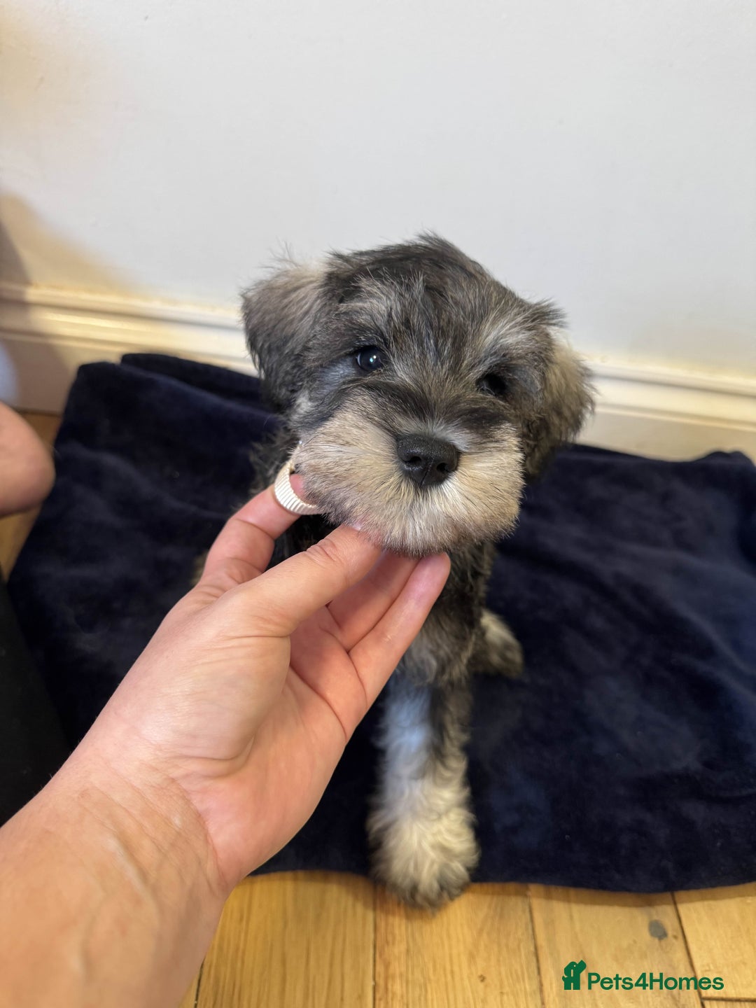 Miniature Schnauzer dogs for sale: Bundles of joy - Image 4