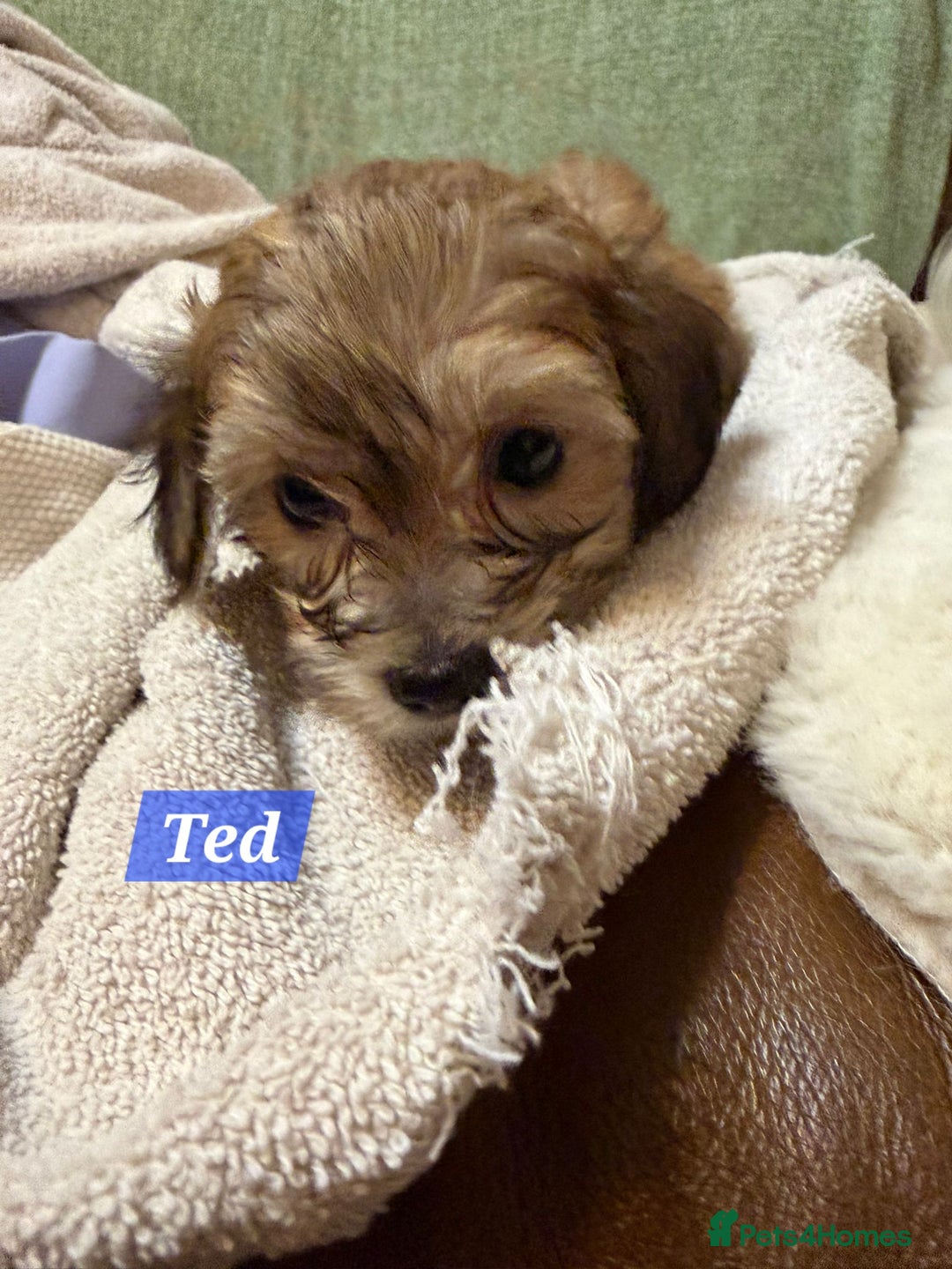 Maltipoo dogs for sale: Multipoo - Advert 20