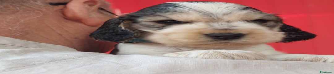 Cocker Spaniel Puppy 1 Light blue collar