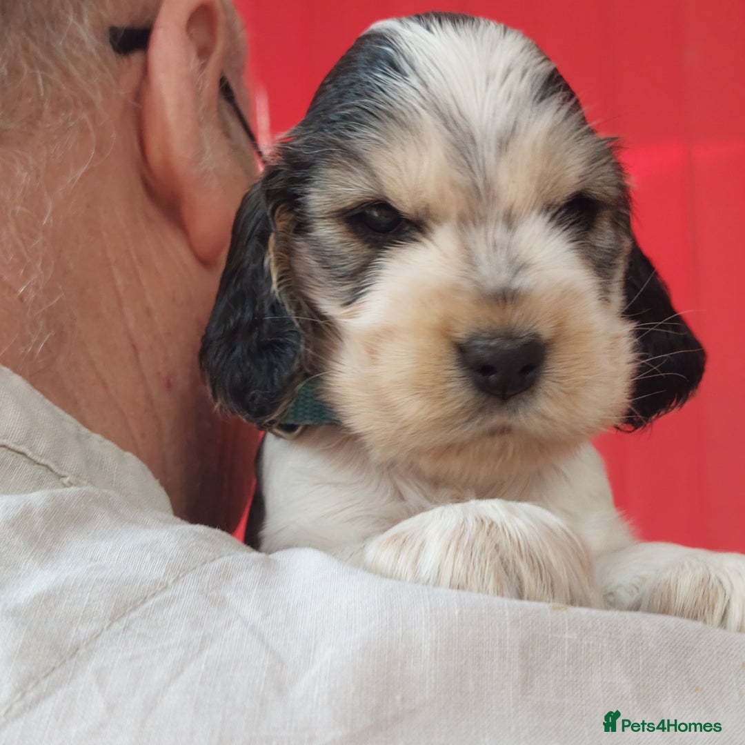 Cocker Spaniel dogs for sale: Kc Reg show type cocker spaniel puppies  - Image 20