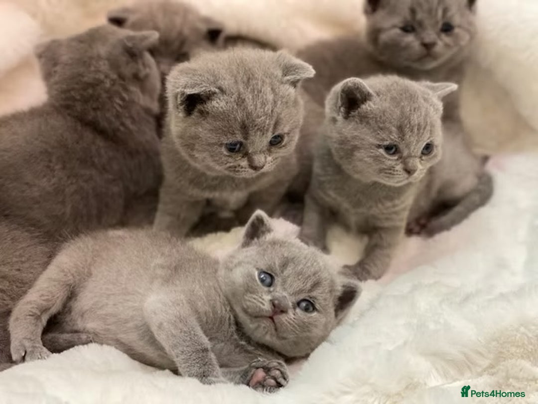 British Shorthair cats for sale: British shorthair kittens  - Advert 3