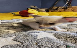 Oriental cats for sale:  GCCF Oriental Kittens For Sale - Image 37