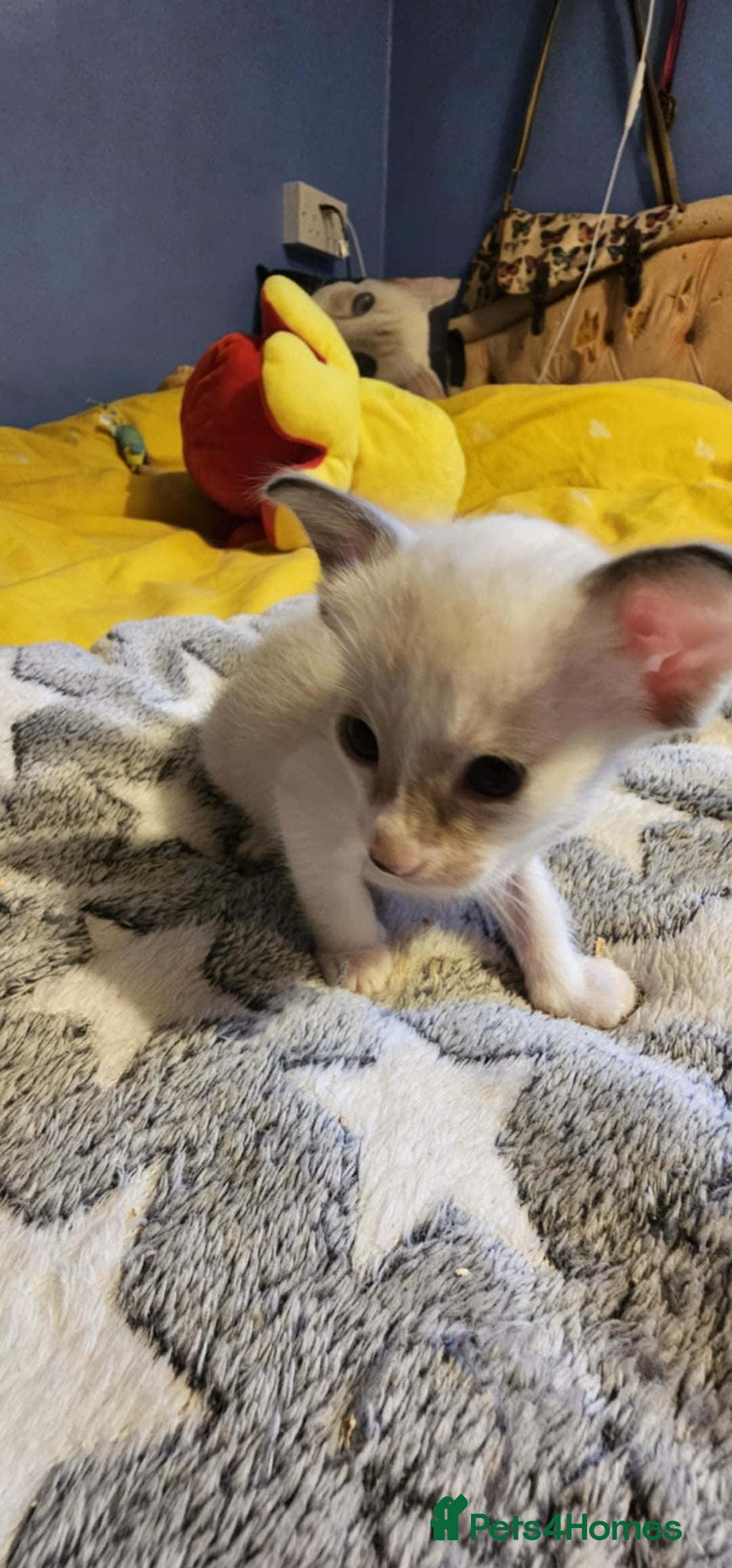Oriental cats for sale:  GCCF Oriental Kittens For Sale - Image 37