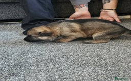 Mixed Breed dogs for sale: German Shepherd x Akita puppies - 4 females left - Advert 5