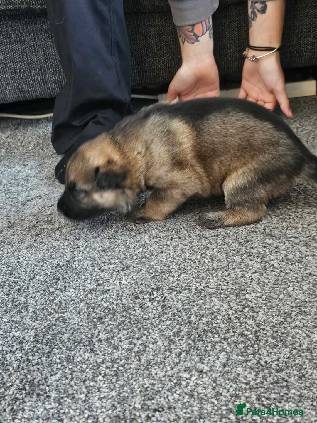 Mixed Breed dogs for sale: German Shepherd x Akita puppies - 4 females left - Advert 5