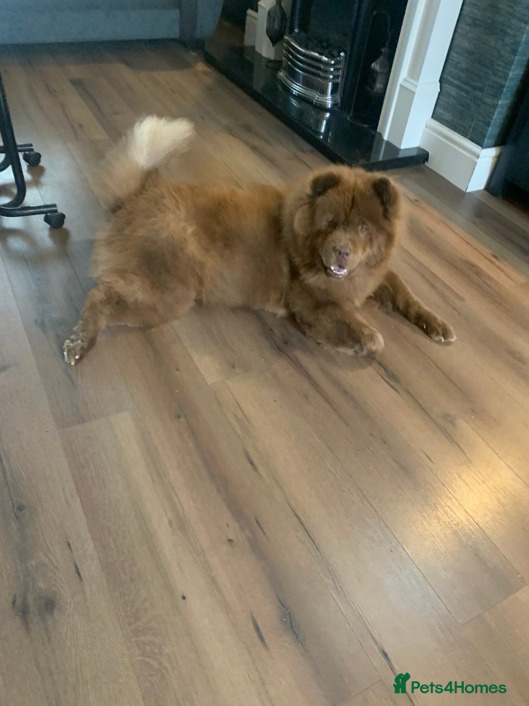 Chow Chow dogs for sale: Chocolate chow chow bitch 26 months old  - Image 6