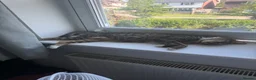 Mixed Breed cats for sale: 2 kittens and mum for rehoming-  **   in Herne Bay - Advert 13