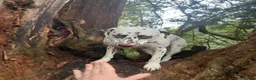 Dalmatian dogs for stud: Sove the saracen stud needed - Advert 5