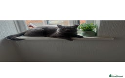 British Shorthair cats for sale: British shorthair kittens - Image 15