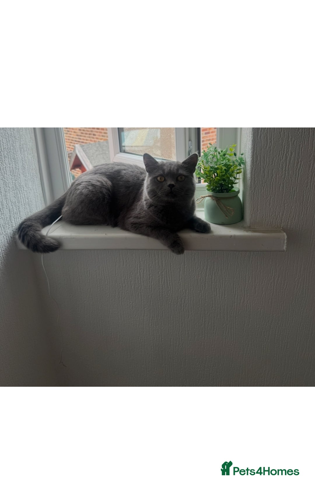 British Shorthair cats for sale: British shorthair kittens - Image 15