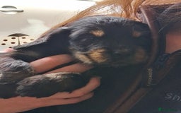 Cocker Spaniel dogs for sale: Quality show type Cocker Spaniel puppies for sale in Whitchurch - Image 4