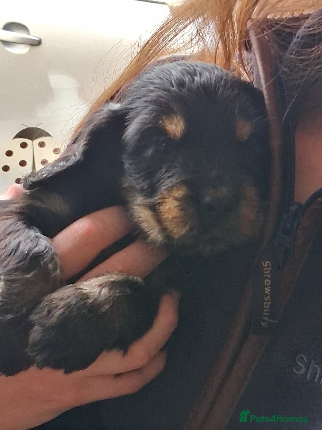 Cocker Spaniel dogs for sale: Quality show type Cocker Spaniel puppies for sale in Whitchurch - Image 4