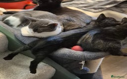 Mixed Breed cats for sale: Young cats - Image 3