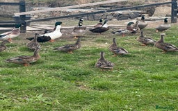 Ducks poultry for sale: Mixed ducks for sale  - Image 1