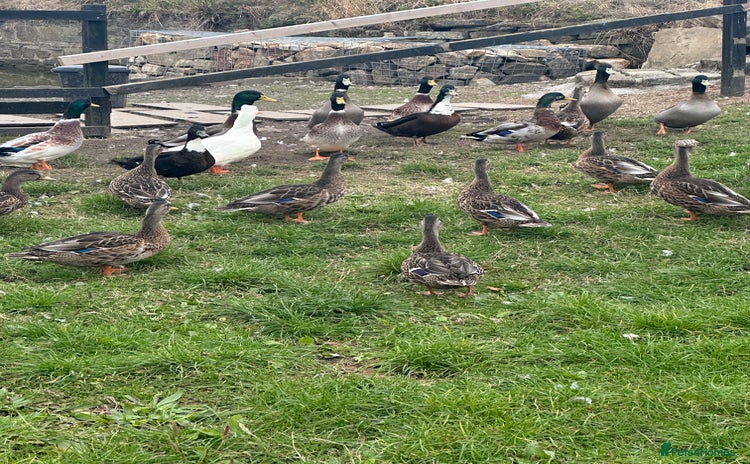 Ducks poultry - Advert 9