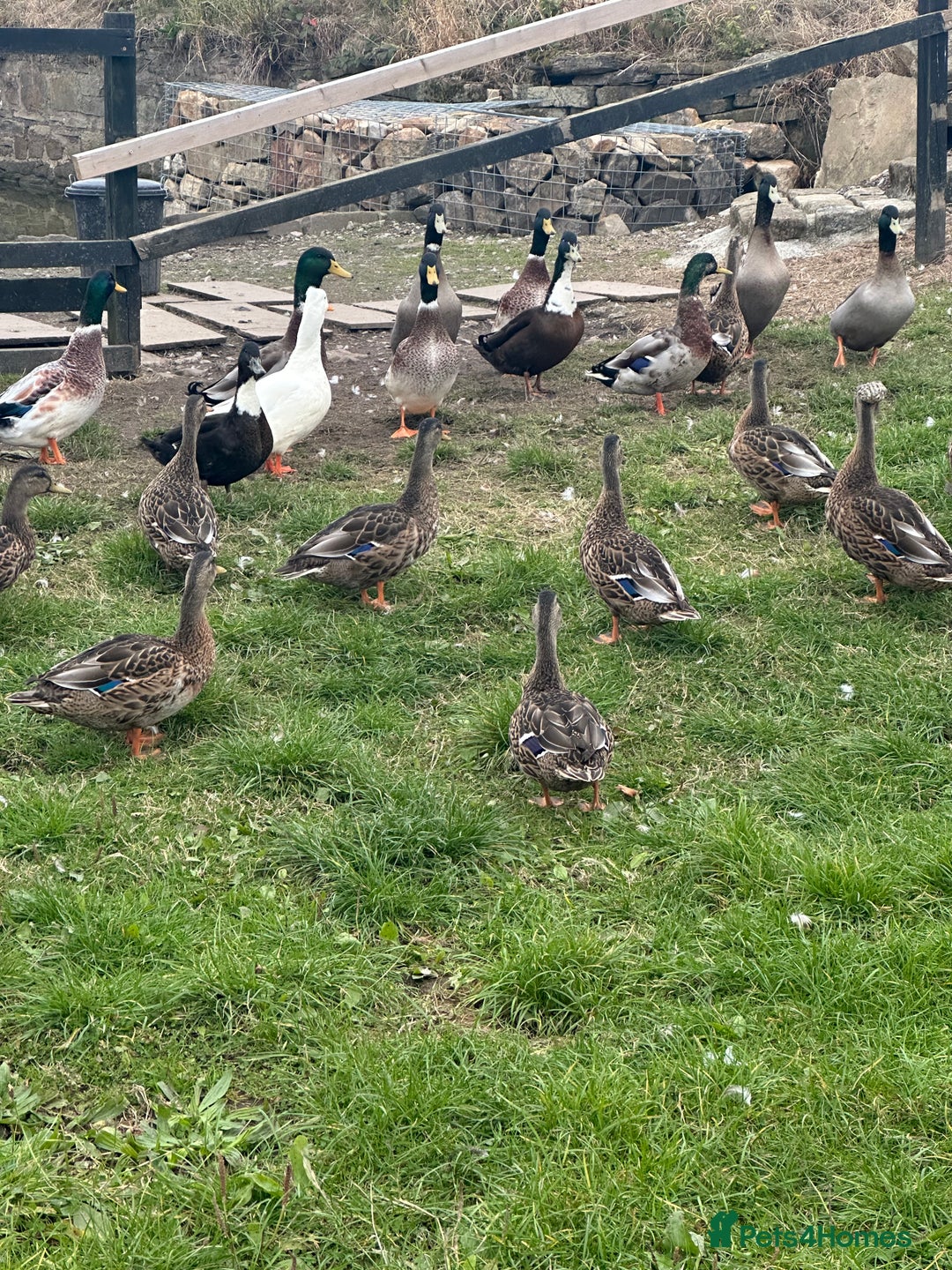 Ducks poultry for sale: Mixed ducks for sale  - Image 1