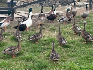 Ducks poultry - Advert 13