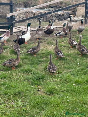 Ducks poultry - Advert 13