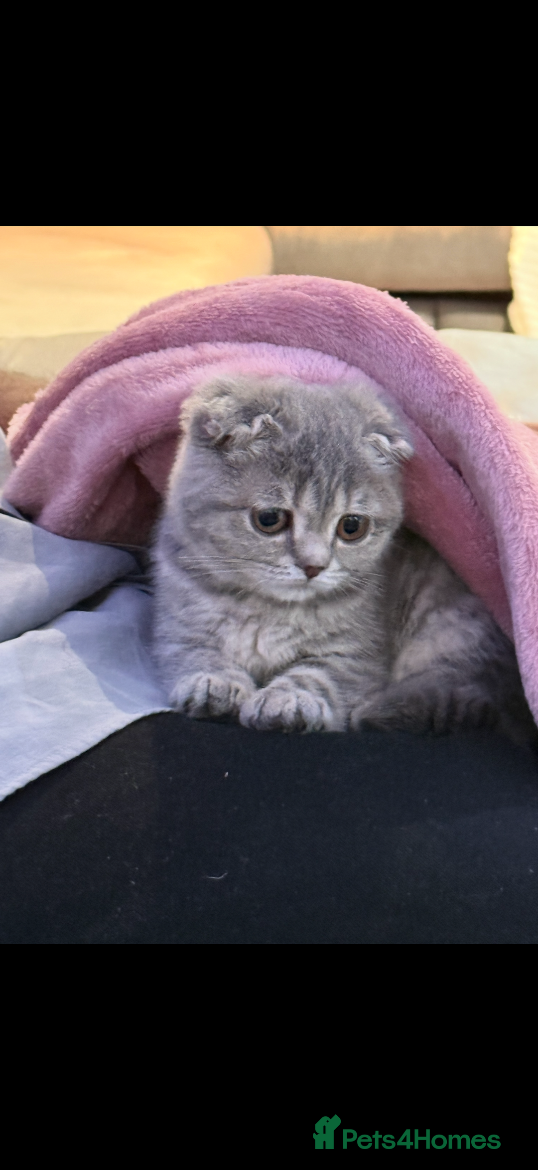 Scottish Fold cats for sale: Pearl  - Advert 5