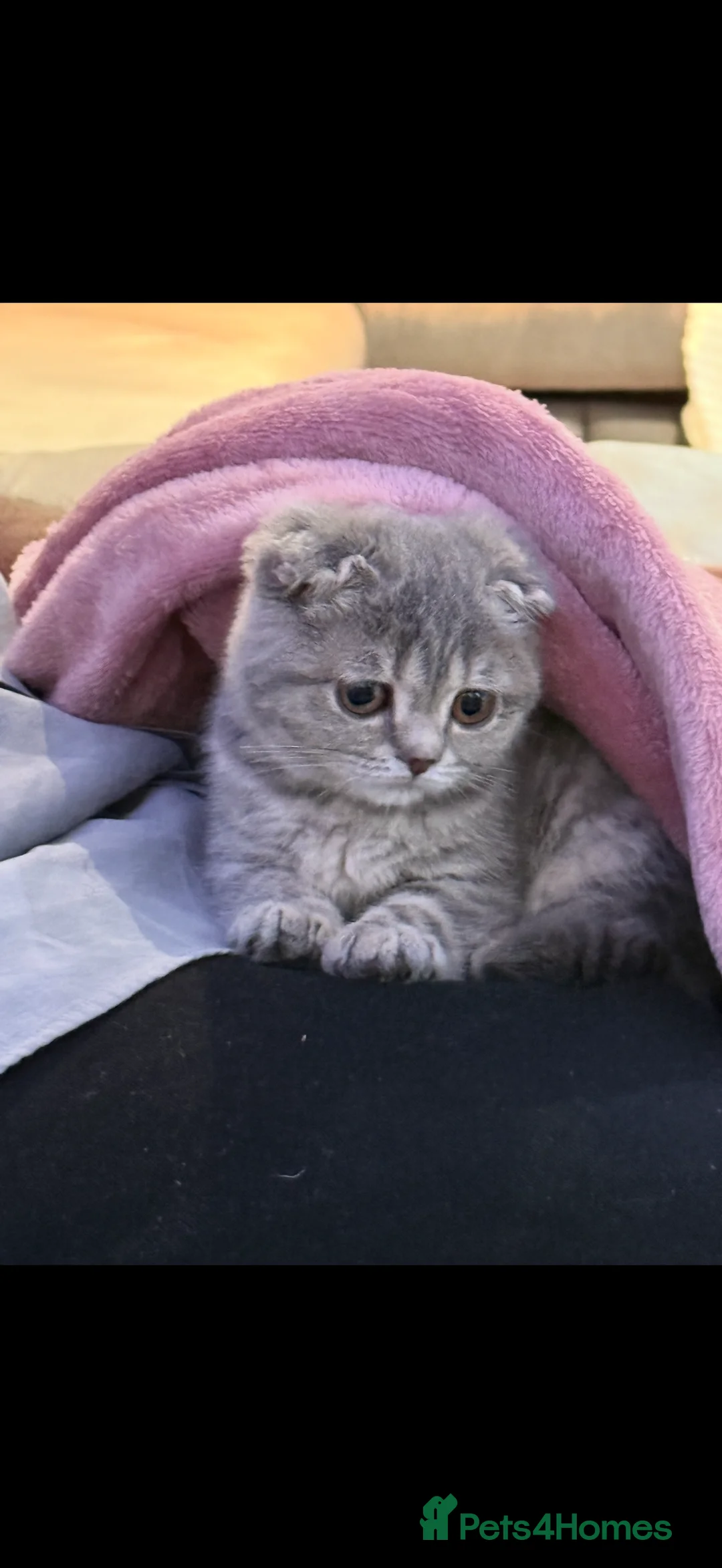 Scottish Fold cats for sale: Pearl  - Advert 5