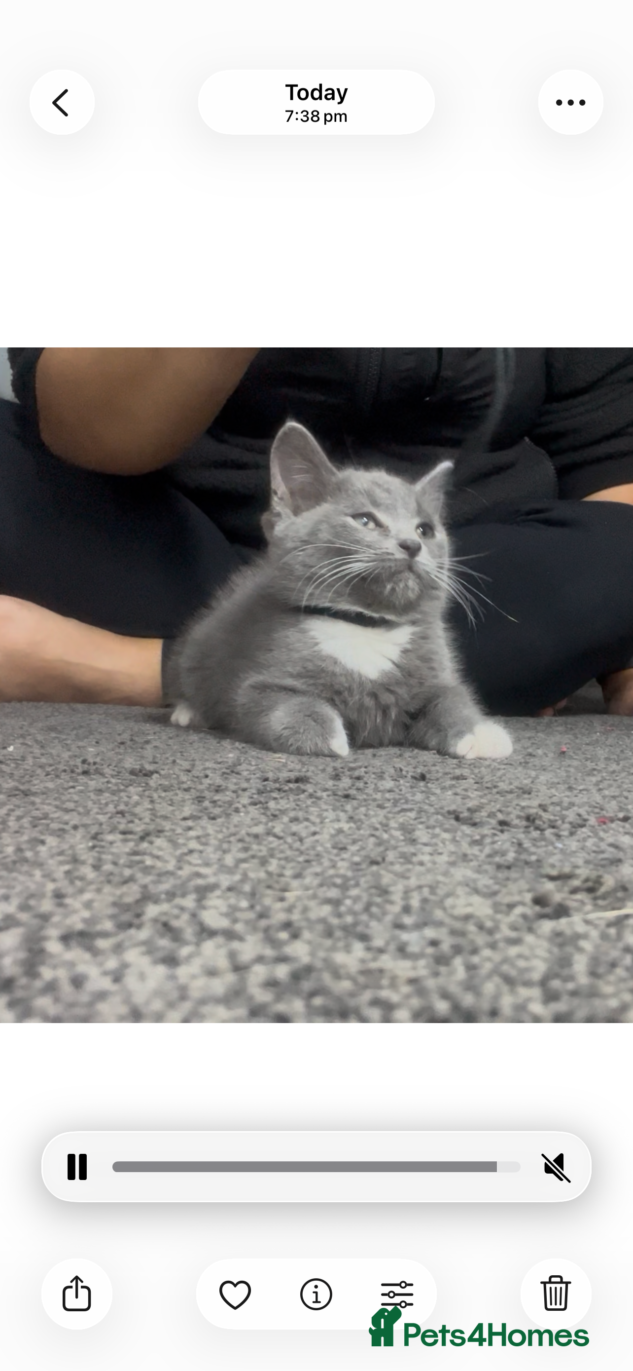British Shorthair cats British short hair kittens - Advert 2