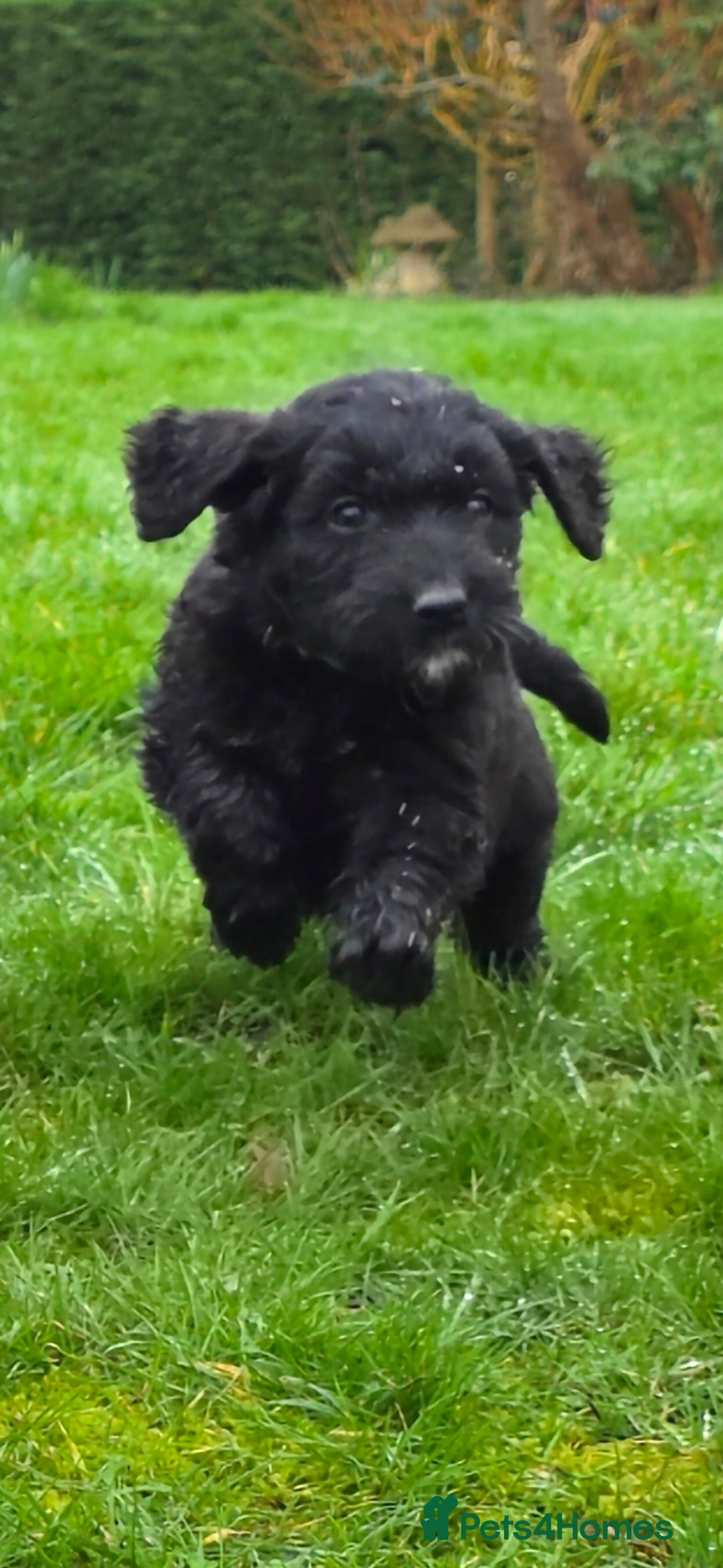 Goldendoodle dogs Outstanding F1 Goldendoodle Puppies - Advert 1