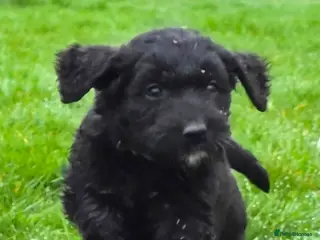 Goldendoodle dogs Outstanding F1 Goldendoodle Puppies - Advert 1