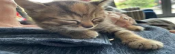 Mixed Breed cats for sale: 3 mixed breed kittens. 2 male, 1 female  - Advert 7