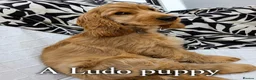 Cocker Spaniel dogs for stud: LUDO Golden KC Show Cocker Spaniel Stud XXX TESTS  - Advert 19