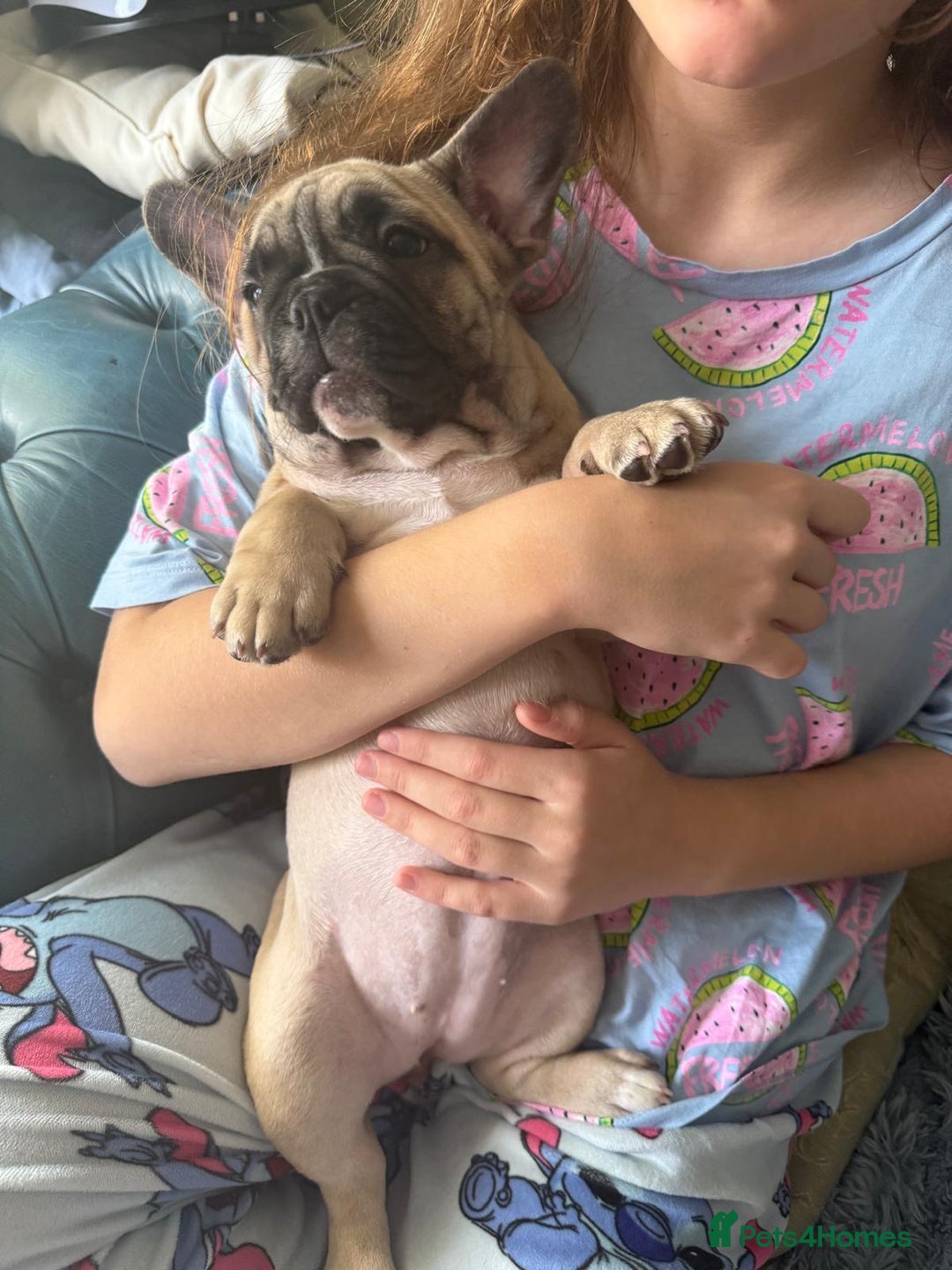 French Bulldog dogs for sale: French bulldog puppy girl - Image 7