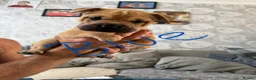 Mixed Breed dogs for sale: Gorgeous little of Shar pies cross French bulldog  - Advert 6
