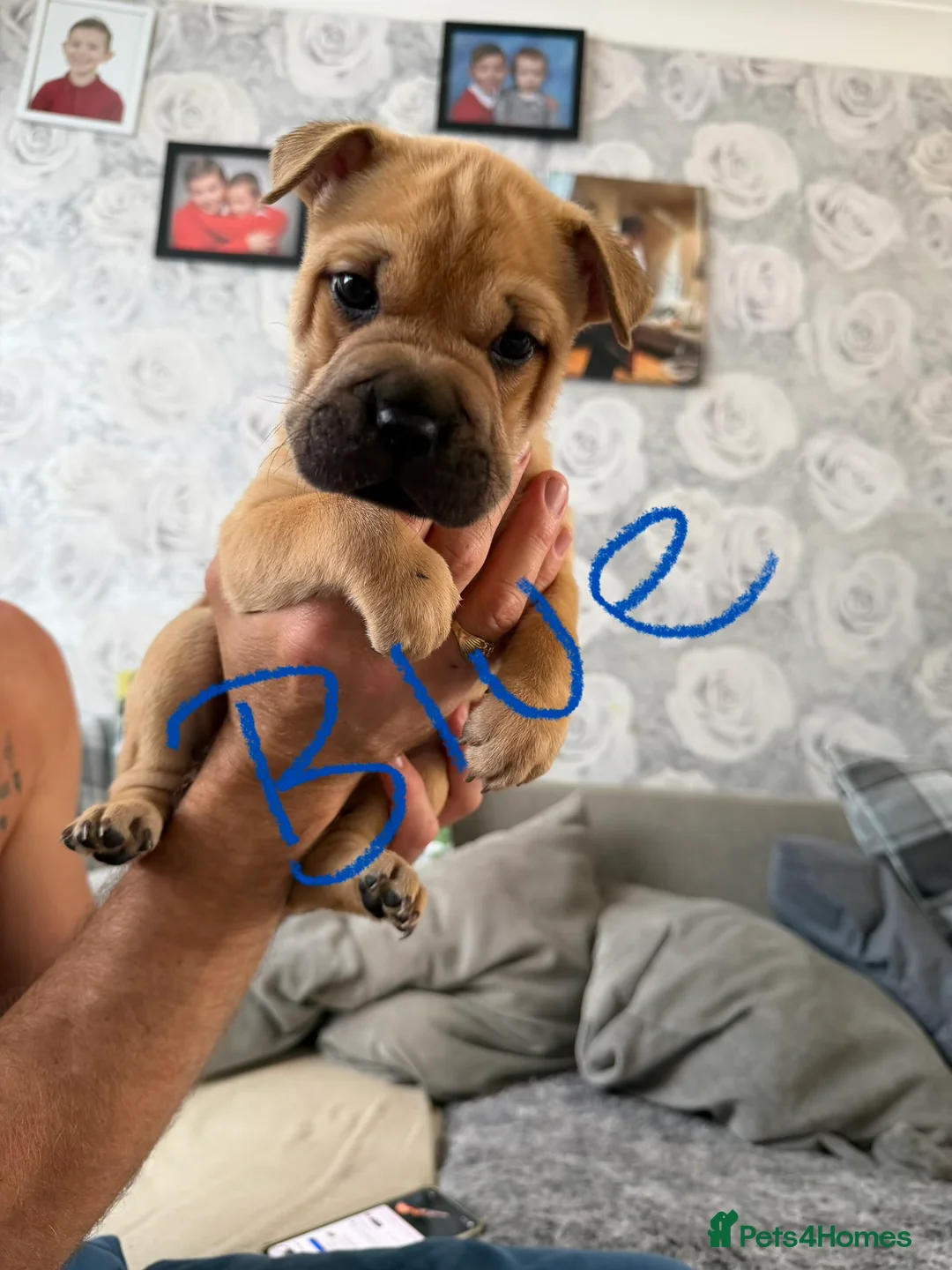 Mixed Breed dogs for sale: Gorgeous little of Shar pies cross French bulldog  - Advert 6