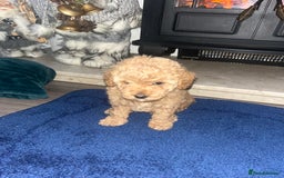 Miniature Poodle dogs for sale: three beautiful miniature poodles🤍🤍 - Advert 4