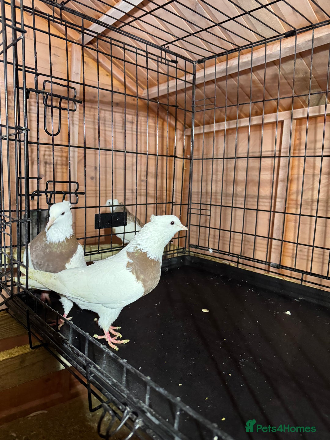 Pigeons birds for sale: Pigeon  - Advert 5