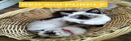 Ragdoll cats for sale: Beautiful Ragdoll Kittens in Wakefield - Advert 5